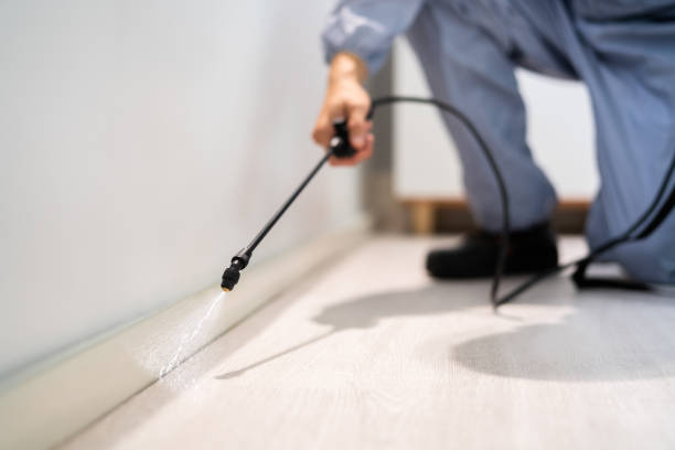 Licensed Wasp Control service in South Connellsville, PA - Nex Pest Control